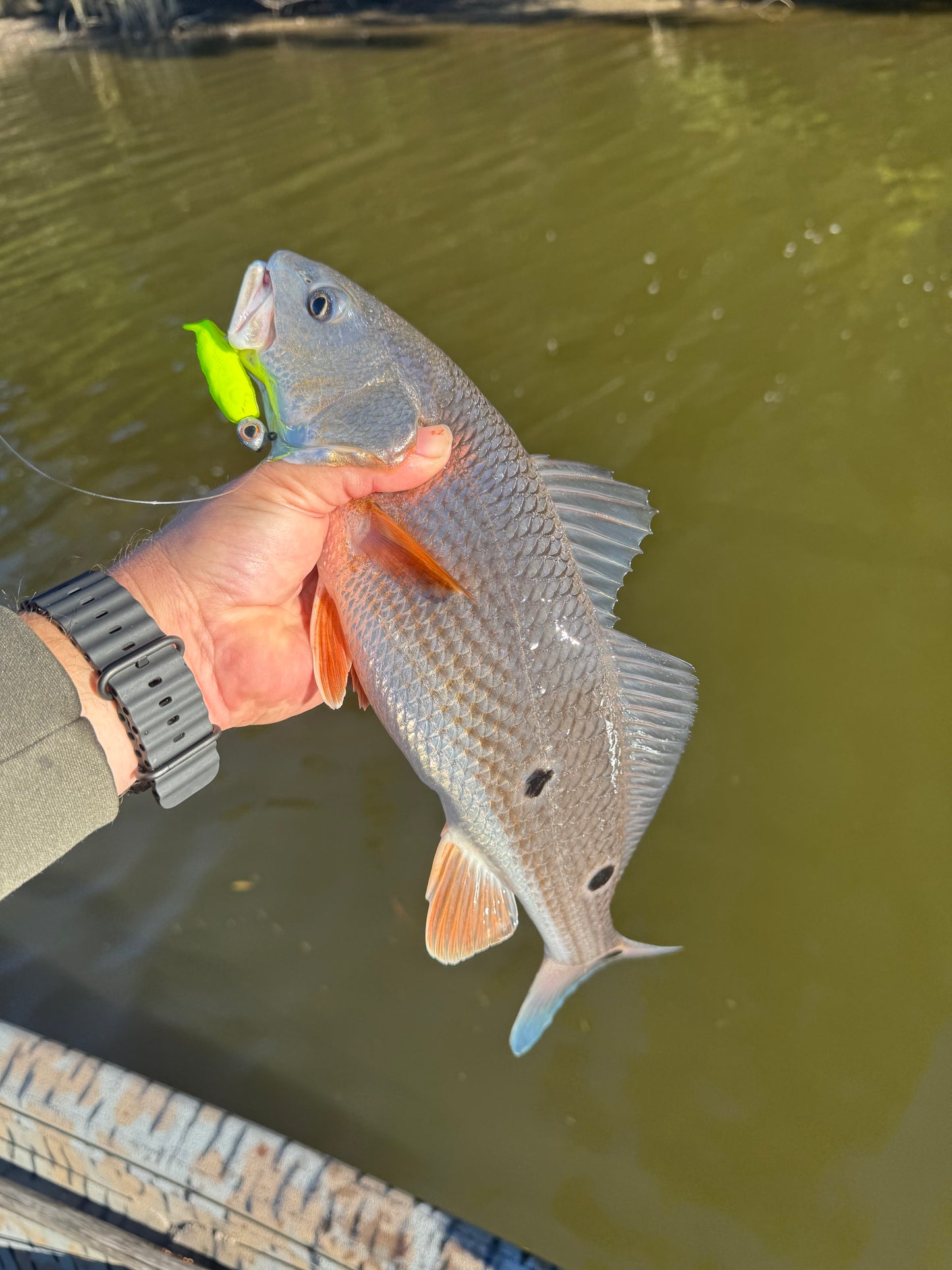 King of the Bayou Jigheads
